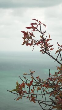 Autumn leaves ocean, vibrant red foliage clinging to branches over cloudy turquoise water landscape