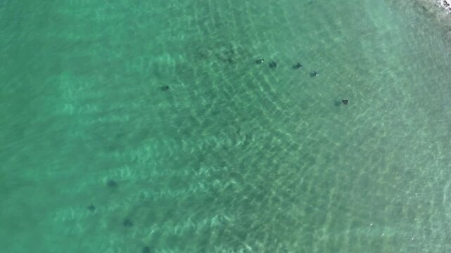 Group of devil rays swimming in shallow waters at Cabuyal Beach, Costa Rica