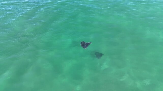 Group of devil rays swimming in shallow waters at Cabuyal Beach, Costa Rica