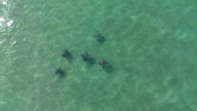 Group of devil rays swimming in shallow waters at Cabuyal Beach, Costa Rica