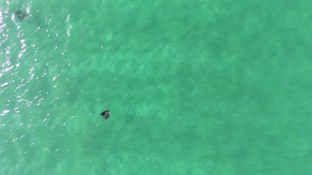 Group of devil rays swimming in shallow waters at Cabuyal Beach, Costa Rica