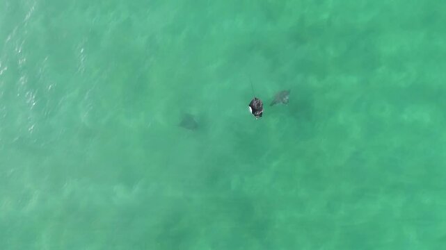 Group of devil rays swimming in shallow waters at Cabuyal Beach, Costa Rica