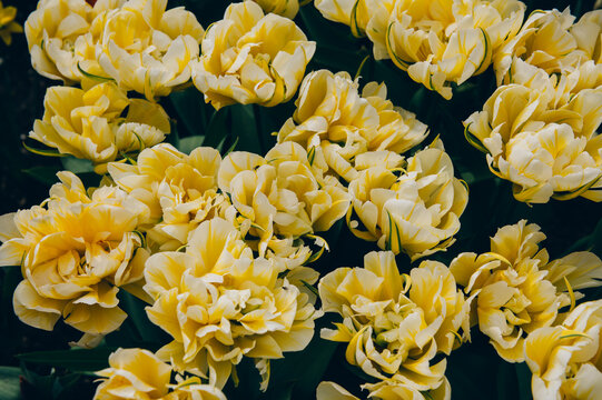 Close up of blooming flowerbeds of blossoming white parrot tulips during spring. Public flower garden, Netherlands.