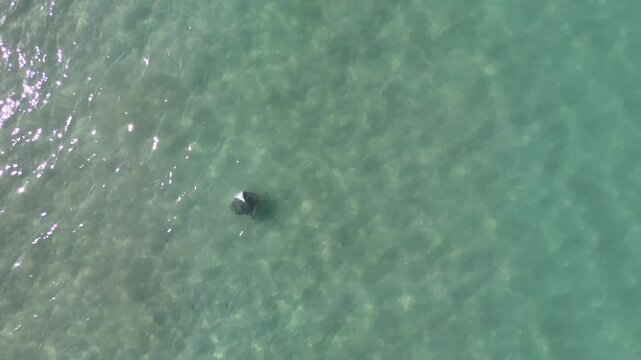 Group of devil rays swimming in shallow waters at Cabuyal Beach, Costa Rica