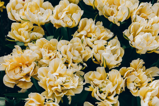 Close up of blooming flowerbeds of blossoming white parrot tulips during spring. Public flower garden, Netherlands.