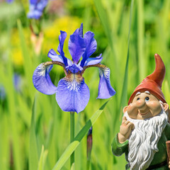 Blühende Schwertlilien, Iris, in Nahaufnahme © M. Schuppich