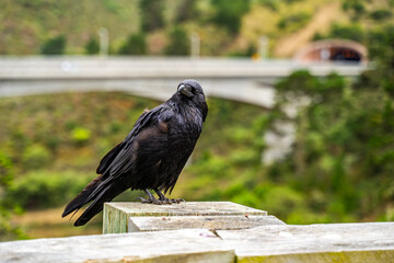 Naklejka premium Common Raven (Corvus corax) Perched on a Fence