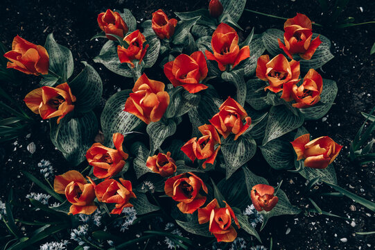 Close up of blooming flowerbeds of blossoming orange tulips during spring. Public flower garden, Netherlands.