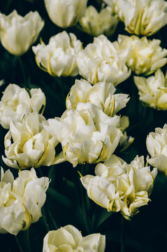 Close up of blooming flowerbeds of blossoming white parrot tulips during spring. Public flower garden, Netherlands.