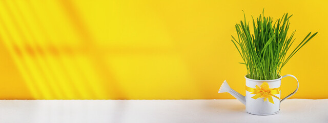 Easter still life, postcard - Rustic still life with watering can on rough concrete surface and yellow background behind © rustamank