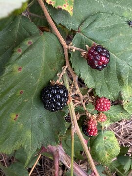 Moras maduras en una zarza en verano