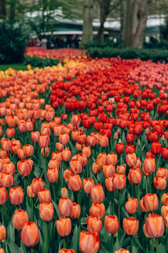 Colorful mix tulips in spring bloom. Field of multicolored tulips in full bloom, bright spring atmosphere. Vibrant floral background