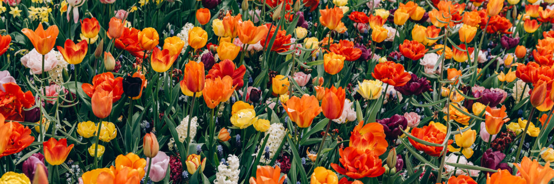 Colorful mix tulips in spring bloom. Field of multicolored tulips in full bloom, bright spring atmosphere. Vibrant floral background, banner size