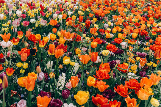 Colorful mix tulips in spring bloom. Field of multicolored tulips in full bloom, bright spring atmosphere. Vibrant floral background