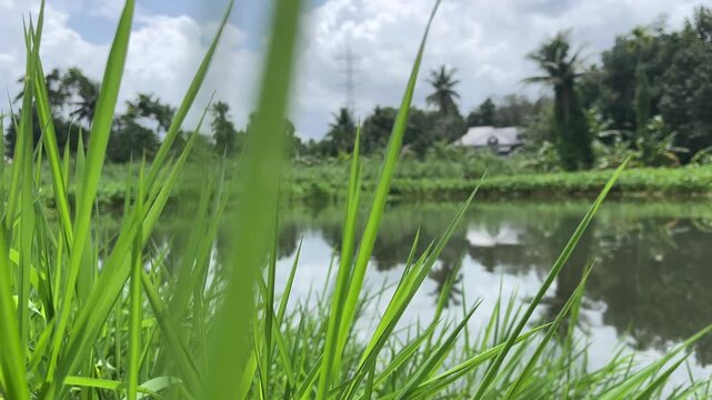 Close Up Green Grass Blades Overlooking Calm Pond and Tropical Trees