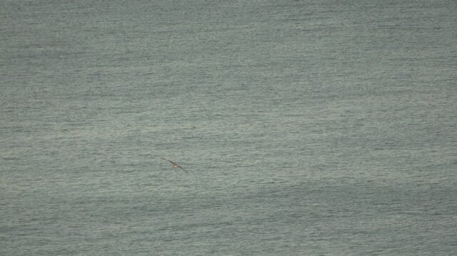 Seabird ocean flying gracefully over vast open sea water surface on a cloudy, peaceful day.