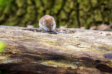 Nornica ruda (Clethrionomys glareolus) na drewnianym pniu z ziarnami. Mały ssak w leśnym runie. Fauna leśna i lokalny ekosystem naturalny. © Henryk Niestrój