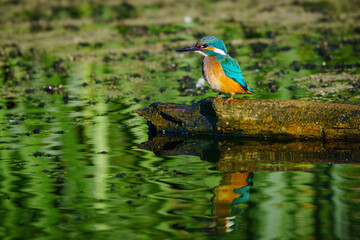 Zimorodek zwyczajny (Alcedo atthis) nad taflą wody z barwnym odbiciem. Unikalny ptak wodny w naturalnym środowisku. Bioróżnorodność i woda. © Henryk Niestrój