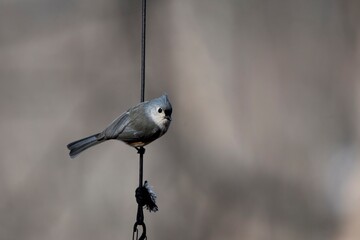 A Tufted Titmouse (Baeolophus bicolor) perched on a birdfeeder. © Vine.Photographic