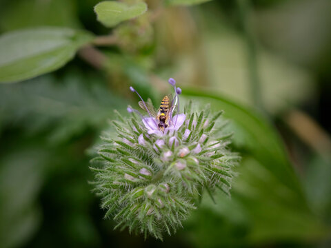 Bee on leaves