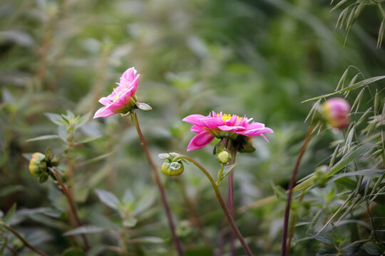 Beautiful pink dahlia