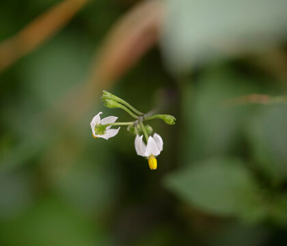 Small autumn spring flowers