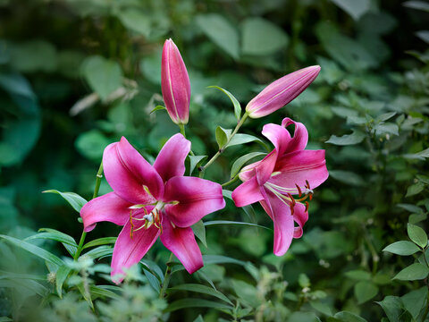 Tree lily - Robina - Lilium - Bright pink flowers