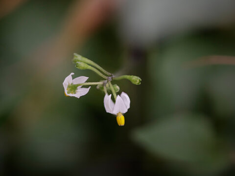 Small  spring flowers