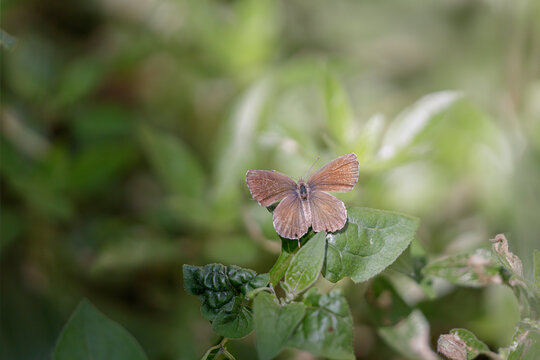 Tiny summer butterfly