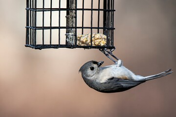 A Tufted Titmouse (Baeolophus bicolor) perched on a birdfeeder. © Vine.Photographic