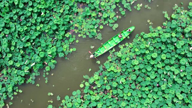 An aerial view of a small green boat carrying people navigating narrow waterways dense with lotus leaves in a natural pond.