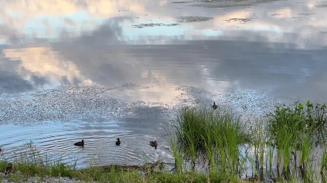 A flock of ducks swims among the reeds on the river on a warm summer evening. Clouds are reflected in the water