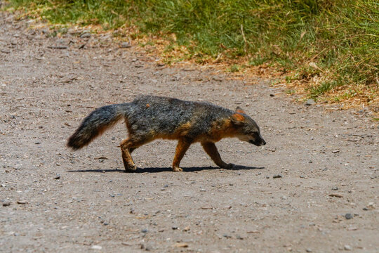 Island fox with grizzled gray and rust colored fur crossing a gravel hiking trail beside green grass on Santa Cruz Island in Channel Islands National Park, California