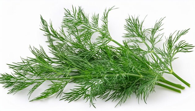 dill isolated on white background full depth of field