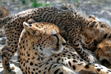 Close Up Profile View of Cheetah Mother Resting with Cubs © Miro