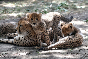 Mother Cheetah Resting in Shade with Playful Young Cubs © Miro