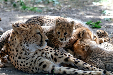Mother Cheetah Guarding Her Cute Fluffy Cubs Outdoors © Miro