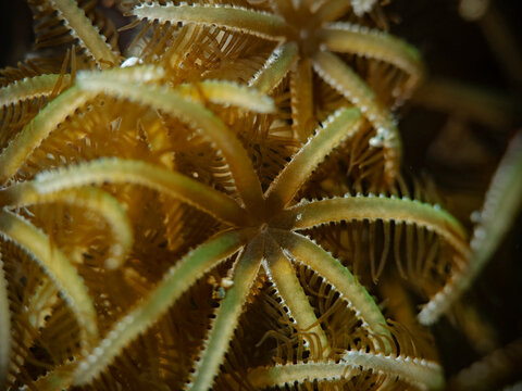 Polyp coral detail with selective focus