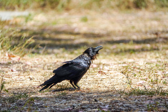 Glossy common raven calling with beak open in warm sunlight on dry golden grassland at Santa Cruz Island in Channel Islands National Park, California