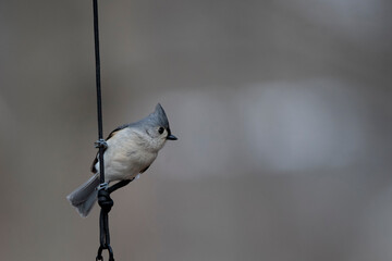 A Tufted Titmouse (Baeolophus bicolor) perched on a birdfeeder. © Vine.Photographic