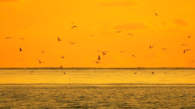 Birds ocean sunset, flock flying over calm golden water, serene natural peaceful evening seascape