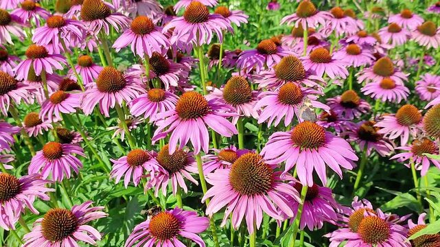 Close view of pink coneflower blooming in a dense garden, showcasing wildflower beauty, pollinator habitat, and natural summer planting