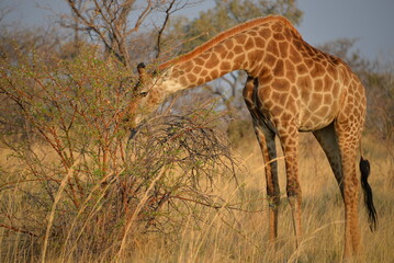 Giraffe Feeding on Acacia Tree in African Savanna