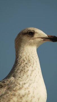Seagull head profile close up of a seagull looking around against a clear blue sky on a sunny day