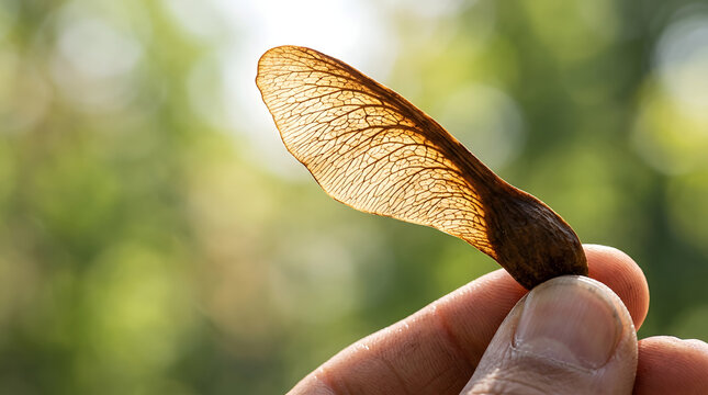 Macro close-up of a backlit brown maple seed held in fingers. Detailed samara wing texture against a blurred green background