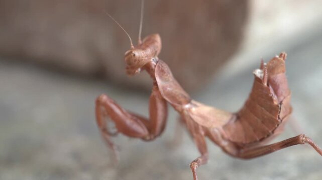 Insect mantis - Mantis religiose large hemimetabolous insect macro footage