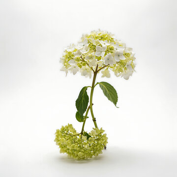 A delicate white and green hydrangea flower stem on white background, isolated on a, transparent background