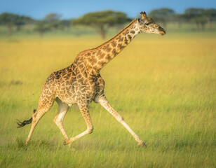 giraffe in the savannah © Gihan