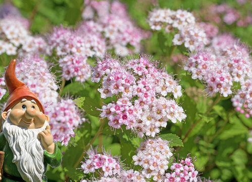 Bl&uuml;hender Spierstrauch, Spiraea bumalda