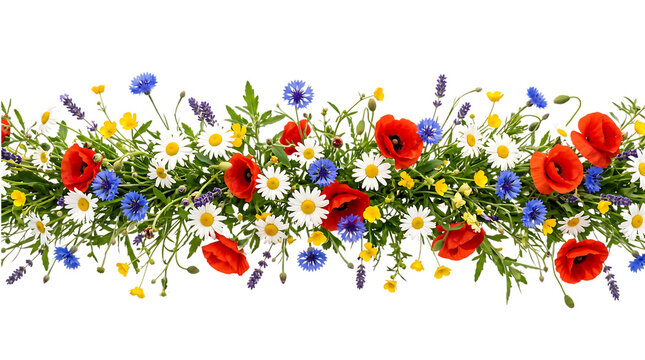 Horizontal garland border of summer wild flowers with red poppies and daisies and blue cornflowers transparent background